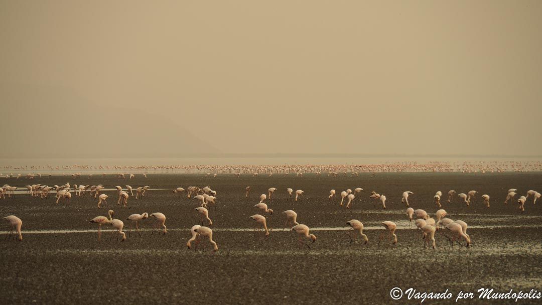 flamencos-lago-natron