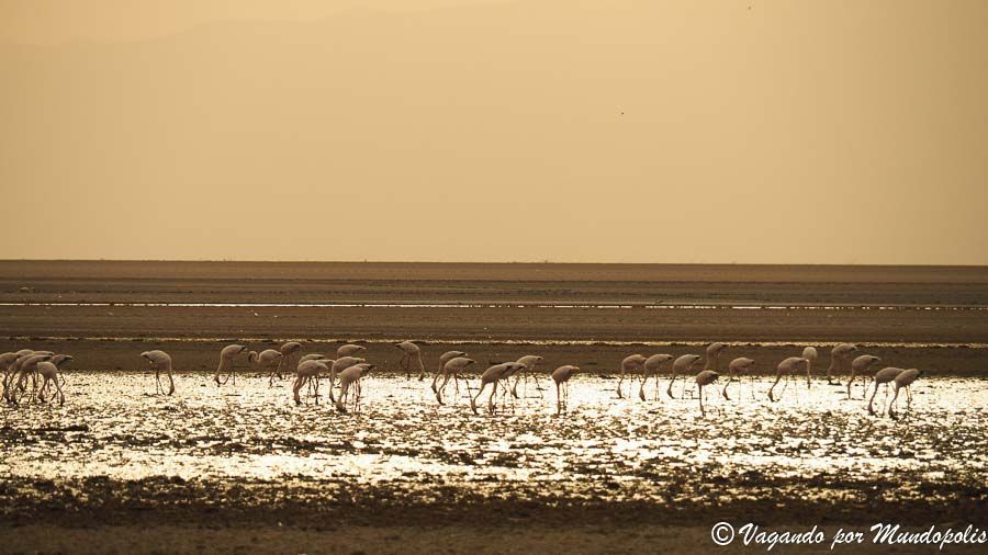 flamencos-lago-natron