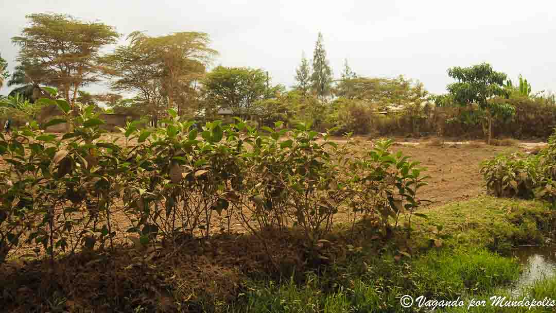 manzana-sodoma-tanzania
