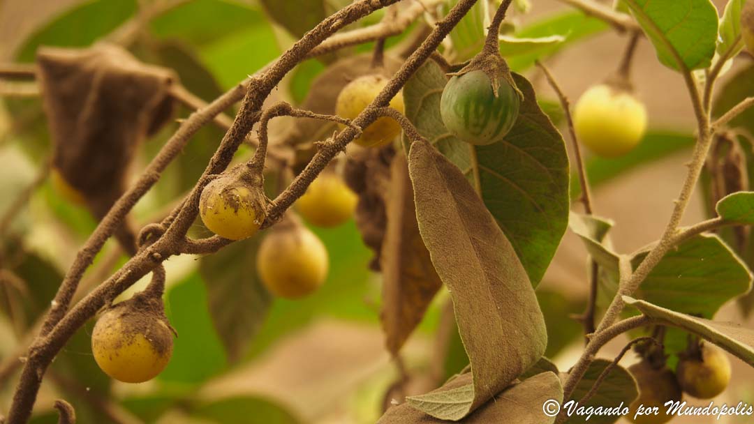 manzana-sodoma-tanzania