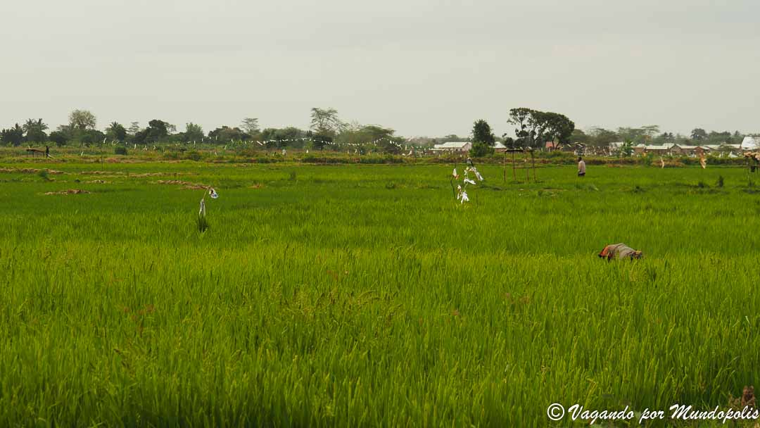 arrozales-Mto-Wa-Mbu