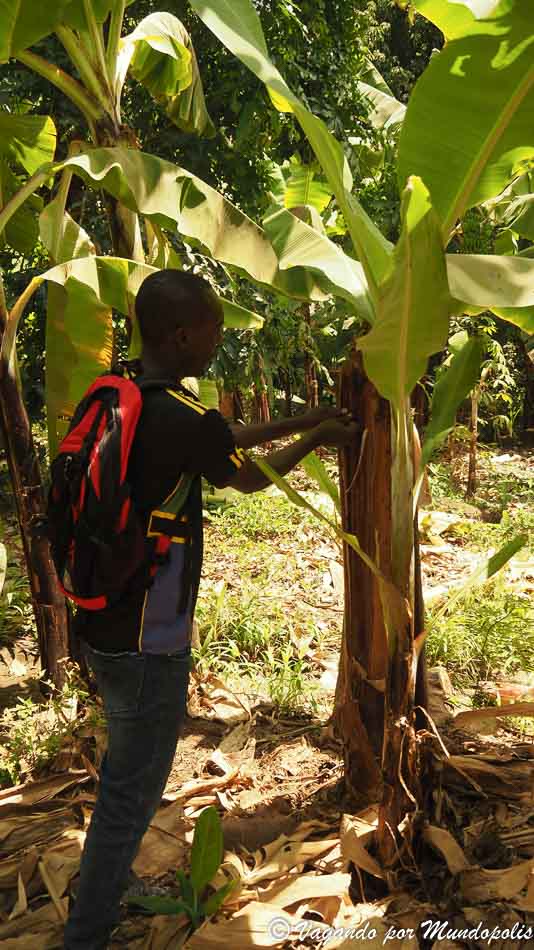 guia-mto-wa-mbu-tanzania