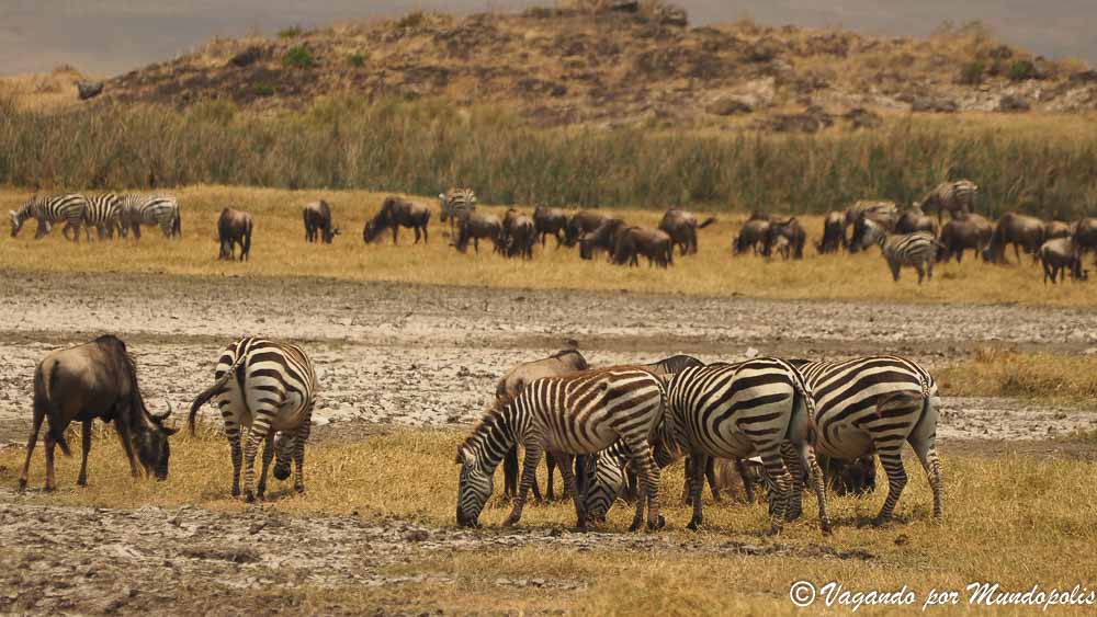 viaje-crater-ngorongoro