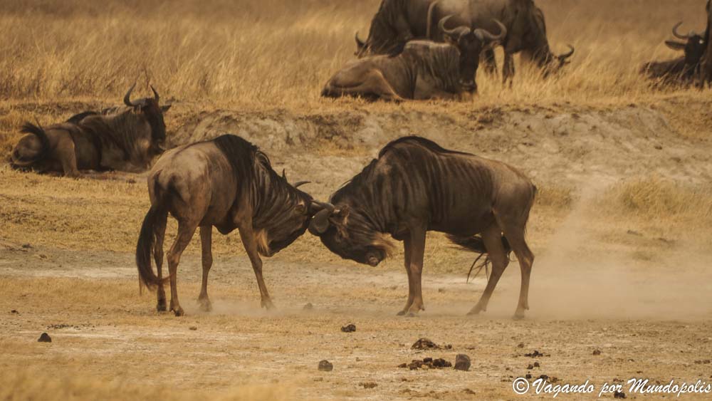 diario-viaje-tanzania-crater-ngorongoro