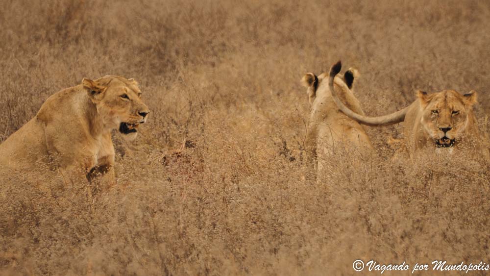 leonas-diario-viaje-tanzania