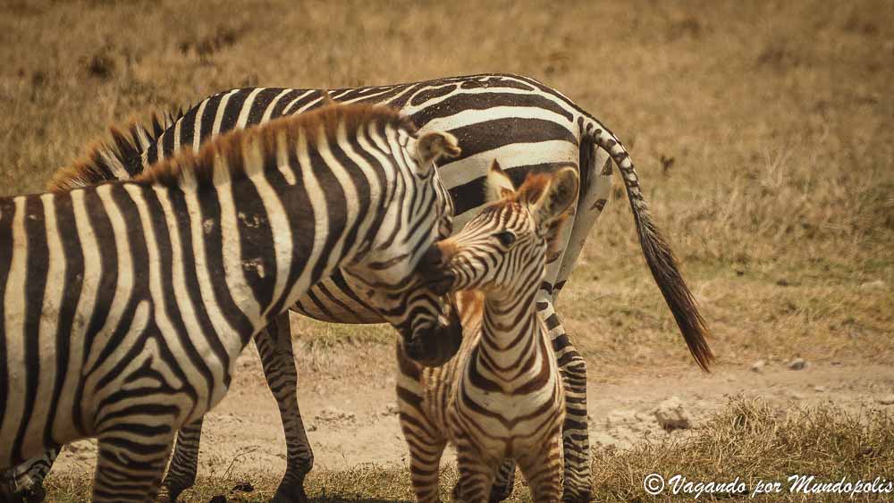 cebras-diario-viaje-tanzania-ngorongoro