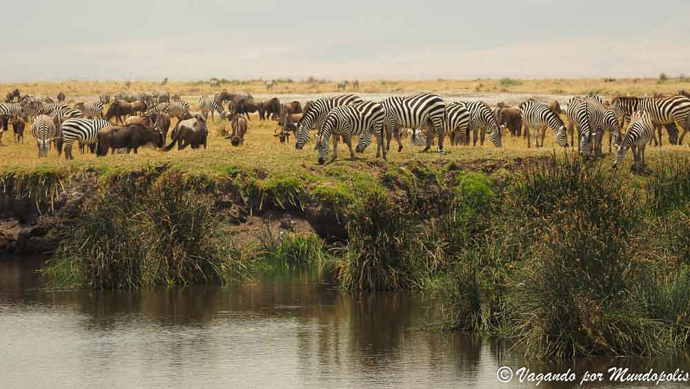 animales-ngorongoro-tanzania