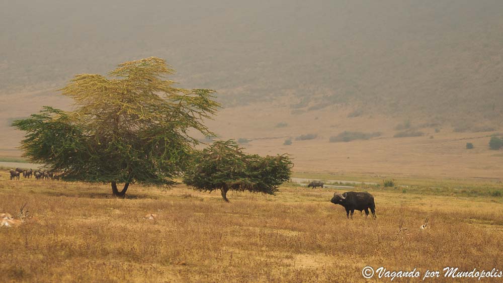 crater-ngorongoro