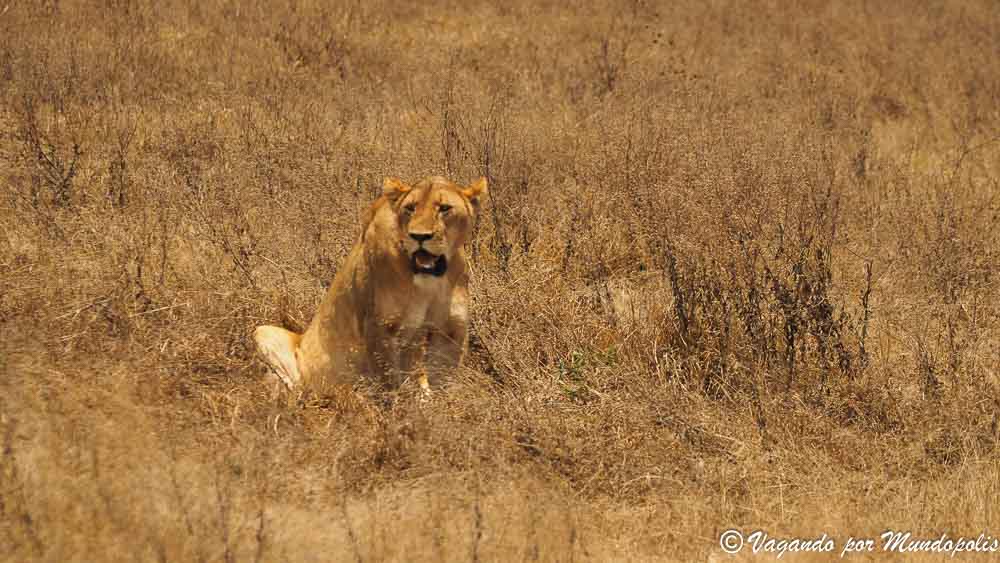 diario-viaje-tanzania-crater-ngorongoro
