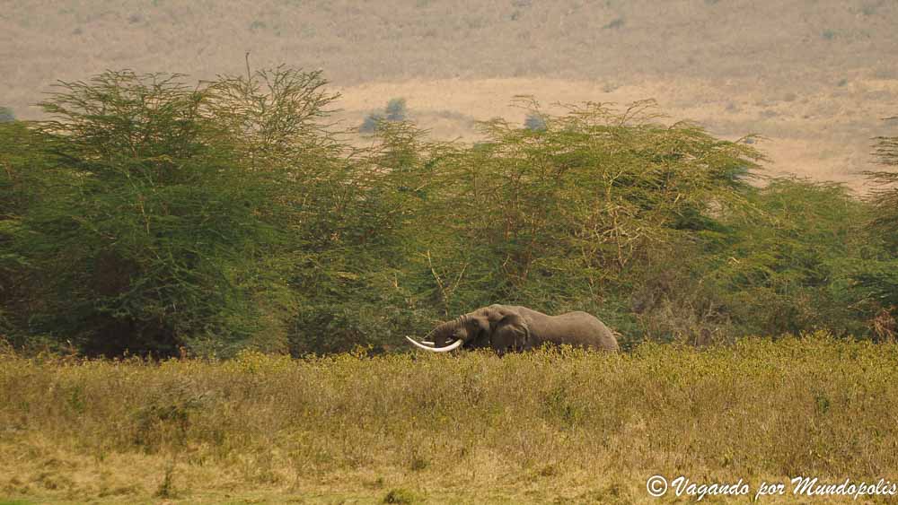 bosque-lerai-ngorngoro