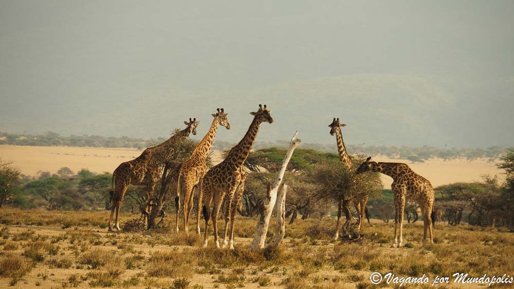 jirafas-area-conservacion-ngorongoro