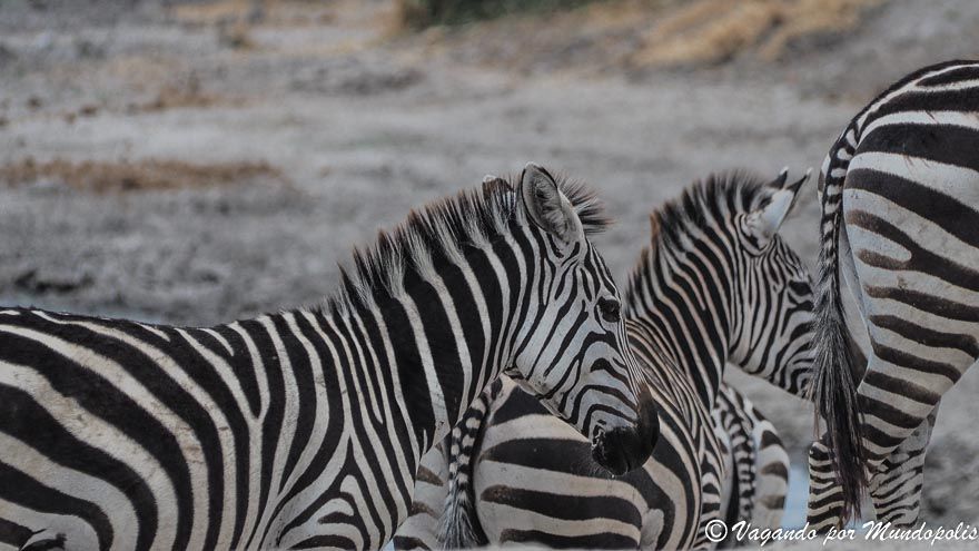 cebras-parque-nacional-tarangire