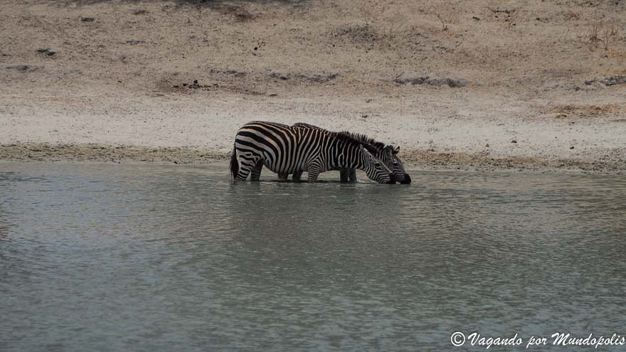 cebras-parque-nacional-tarangire