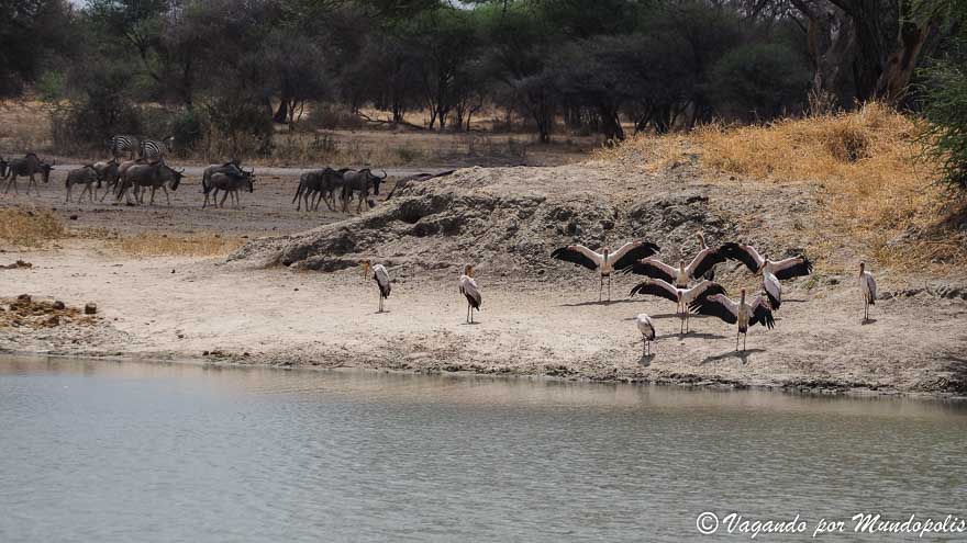 parque-nacional-tarangire