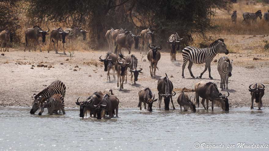 parque-nacional-de-tarangire