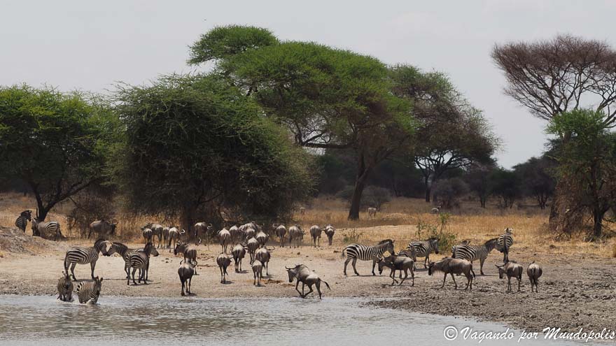 tarangire-national-park-tanzania