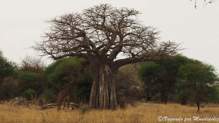 parque-nacional-de-tarangire
