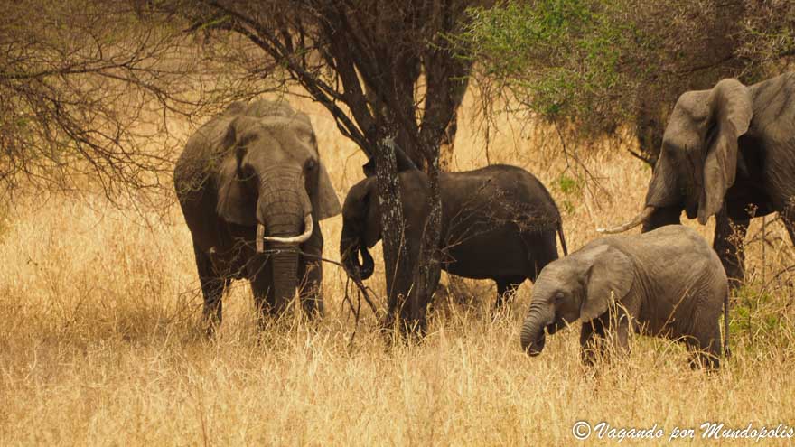elefantes-parque-nacional-de-tarangire