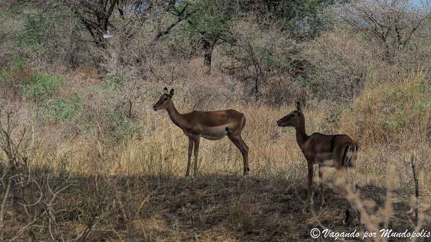 parque-nacional-tarangire