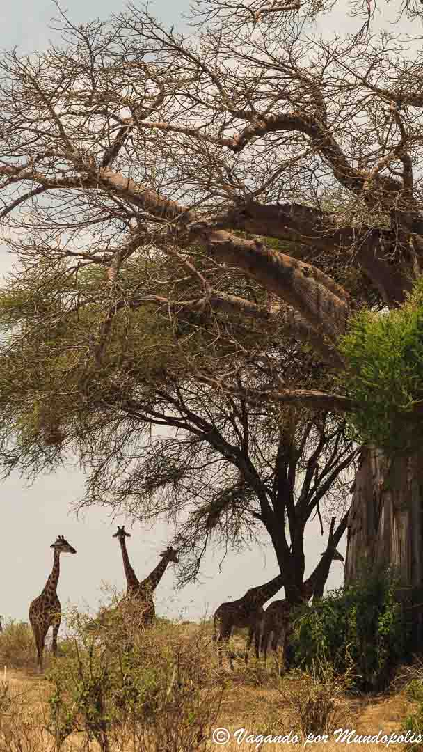 baobabs-tarangire