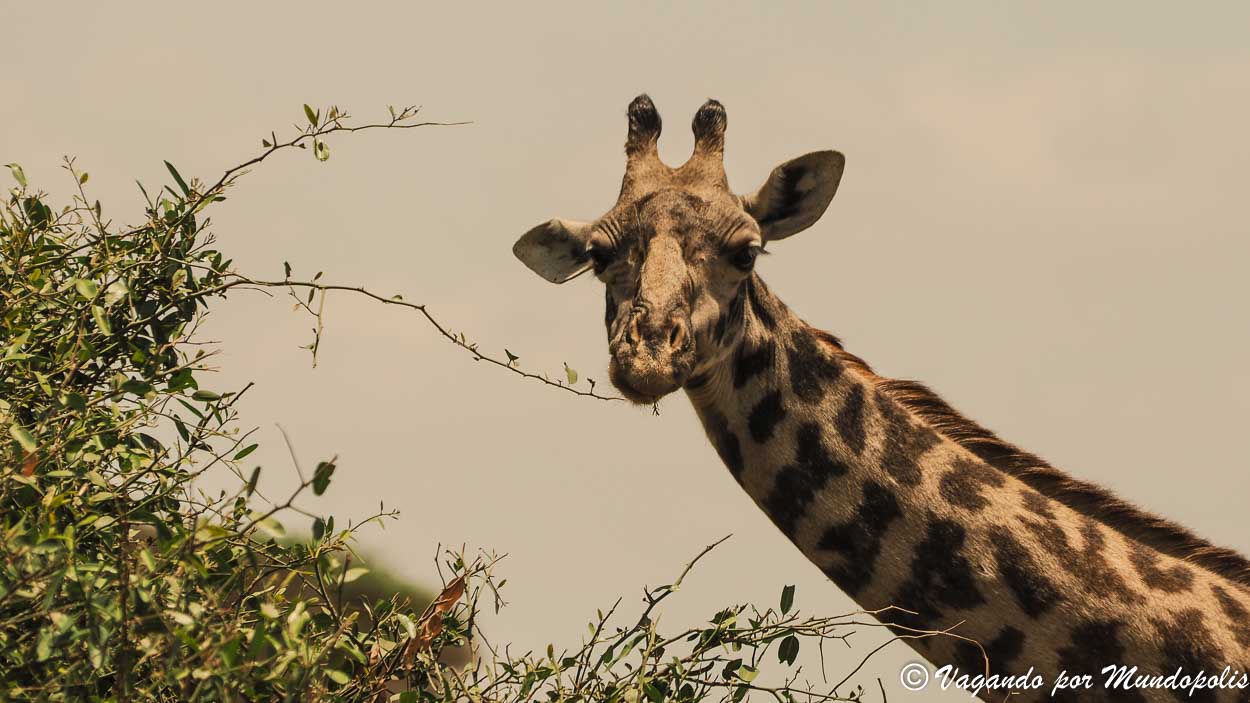 parque-nacional-de-tarangire