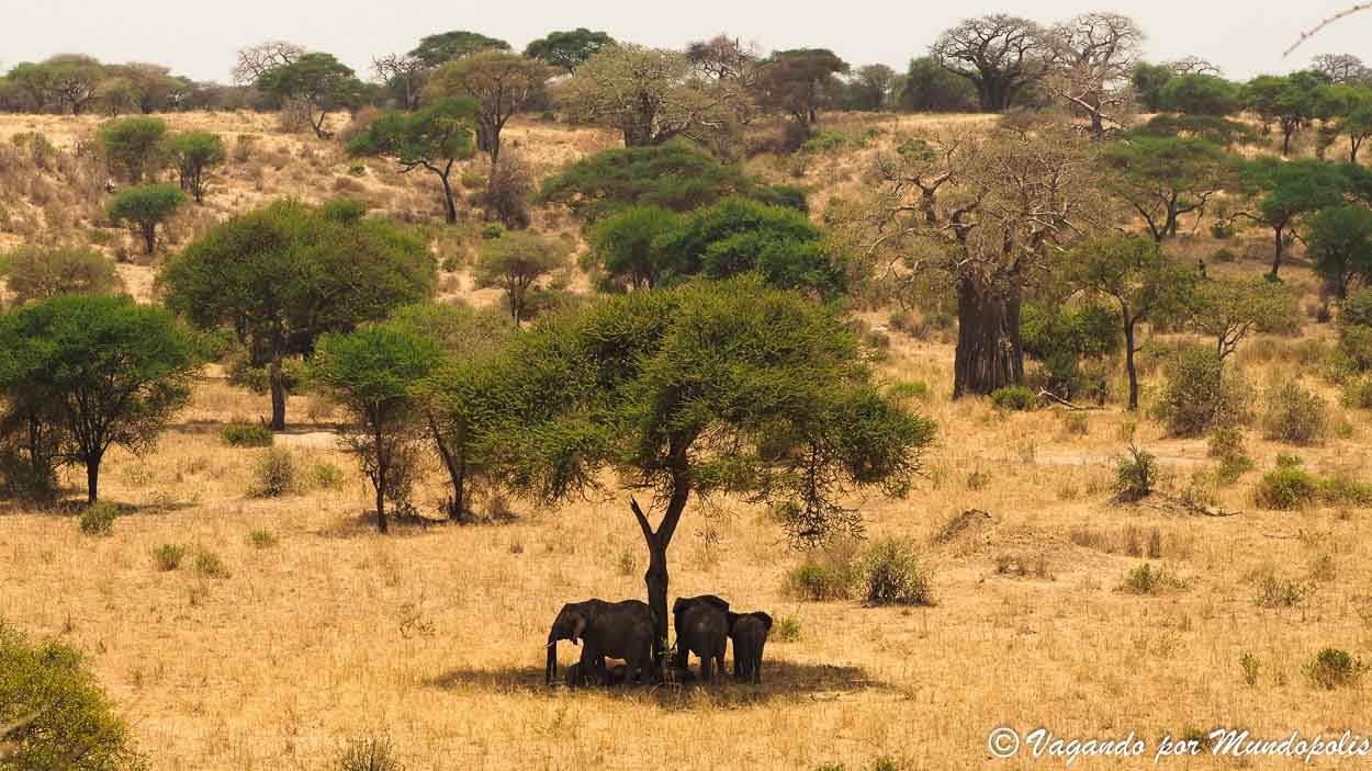 merendero-tarangire-national-park