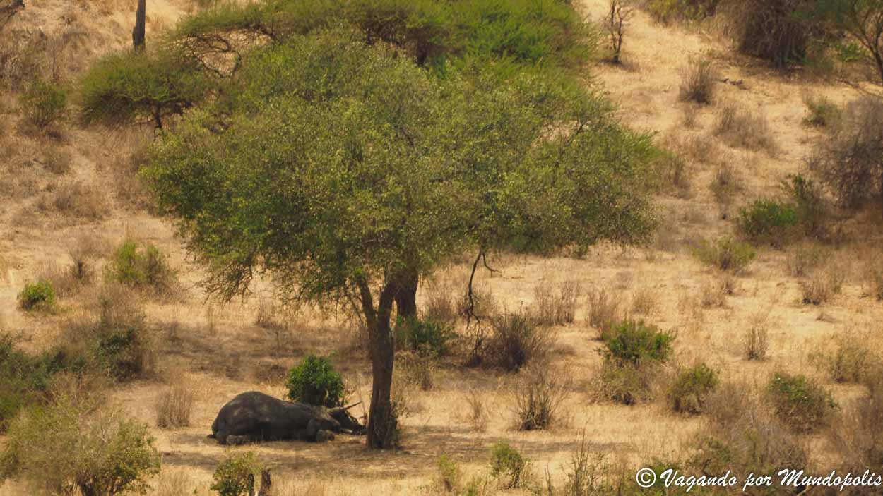 merendero-tarangire-national-park