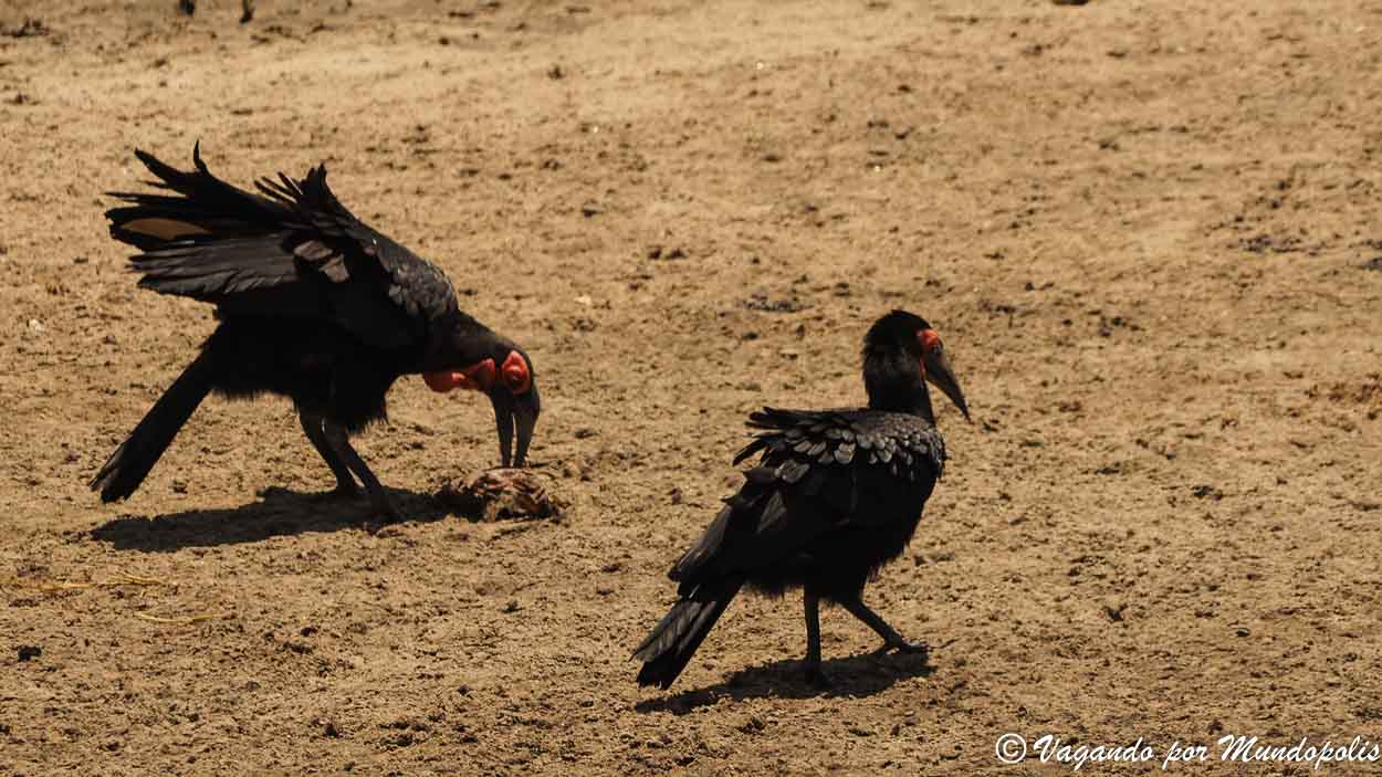 merendero-tarangire-national-park