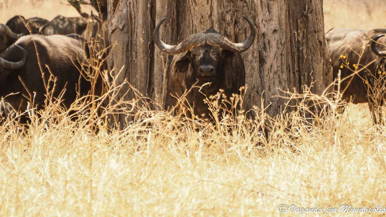 tarangire-national-park-tanzania