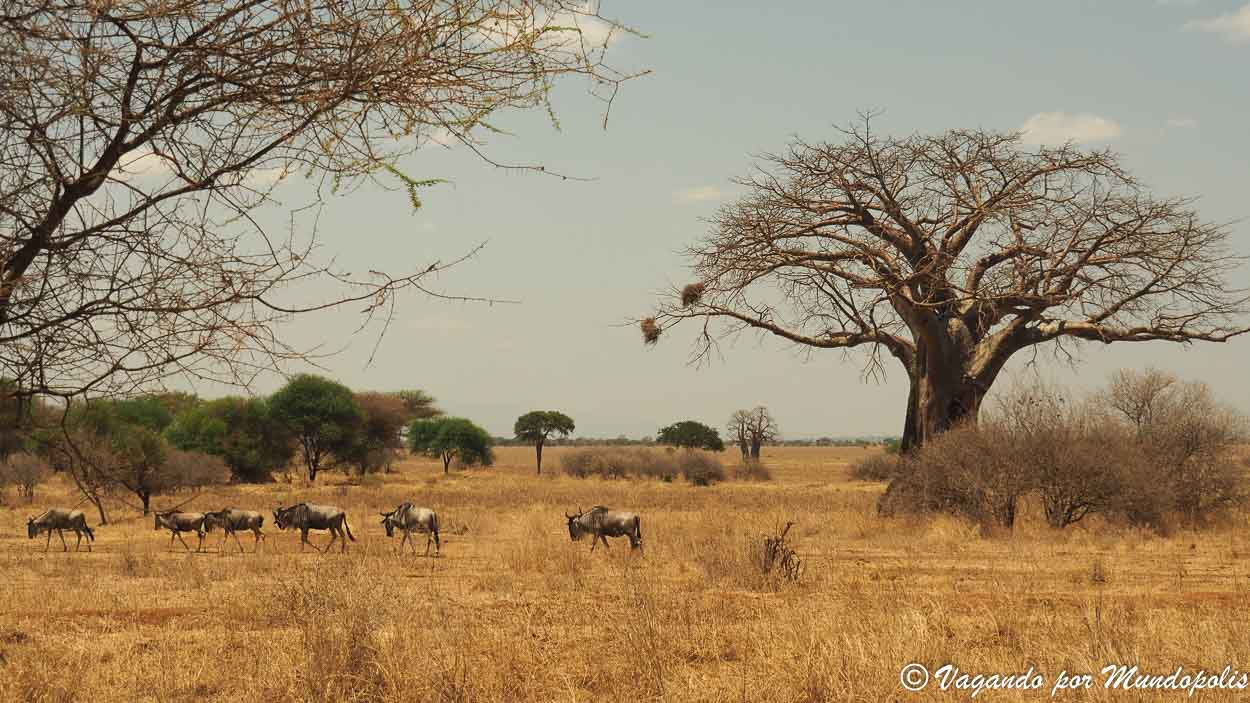 baobabs-parque-nacional-tarangire