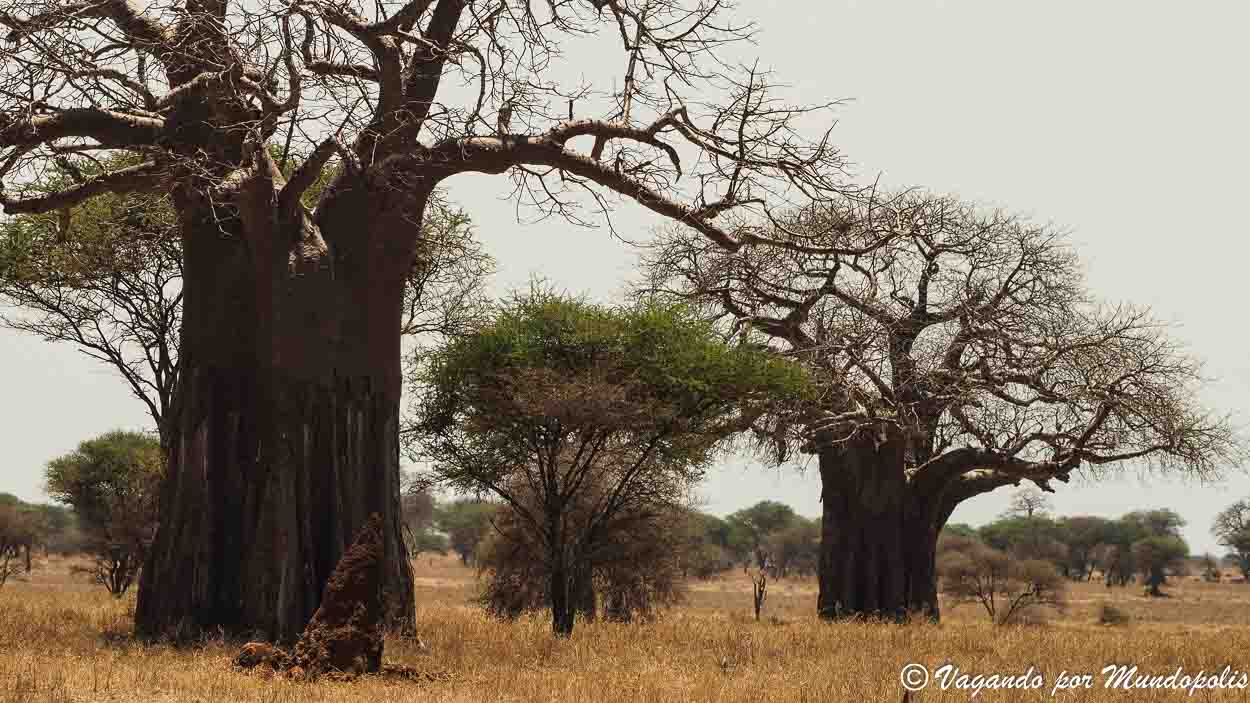 baobabs-parque-nacional-tarangire