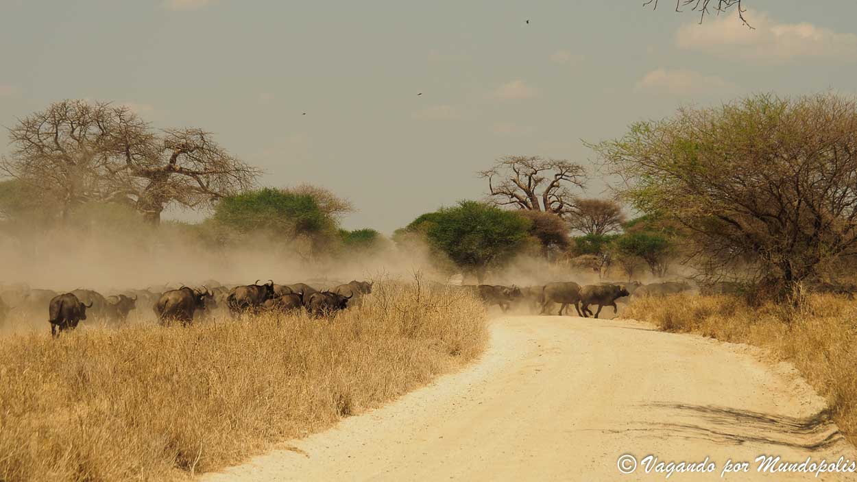 parque-nacional-tarangire