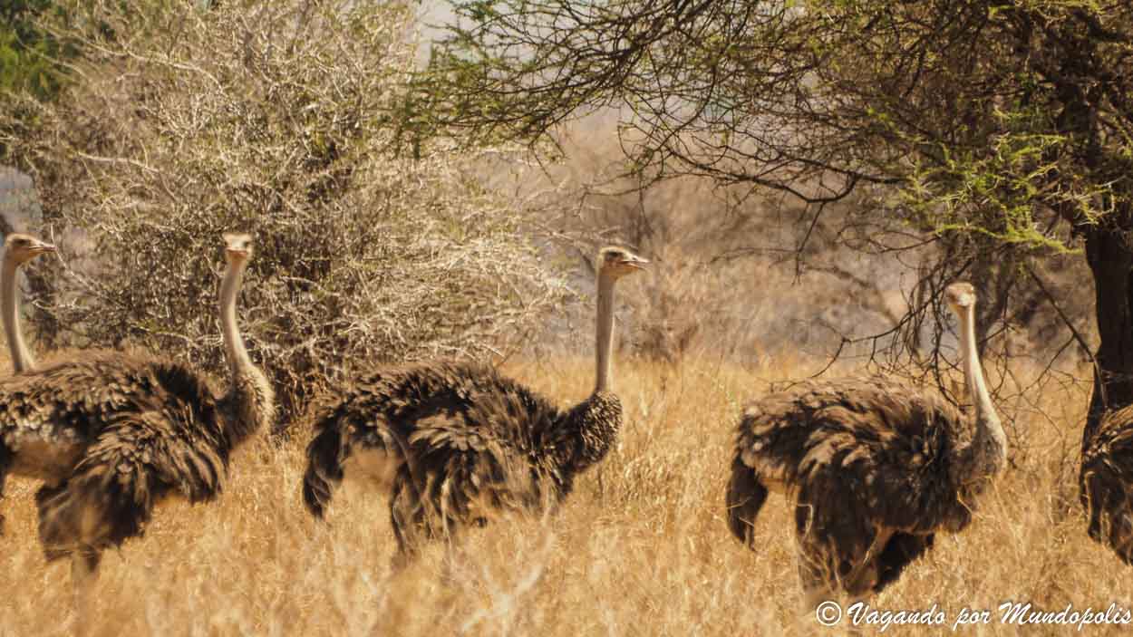 merendero-tarangire-national-park
