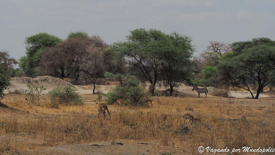 parque-nacional-de-tarangire
