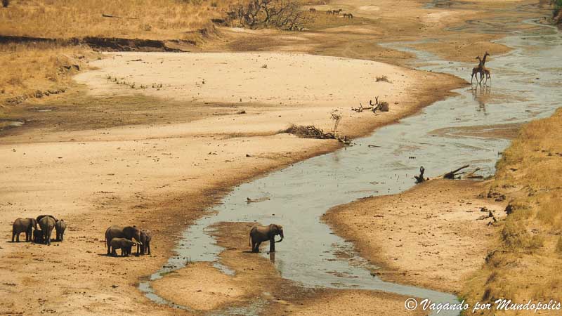 merendero-tarangire-national-park-tanzania