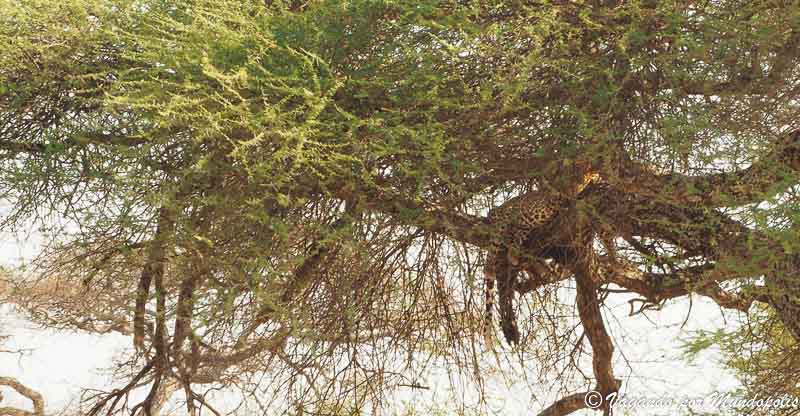 tarangire-national-park-tanzania
