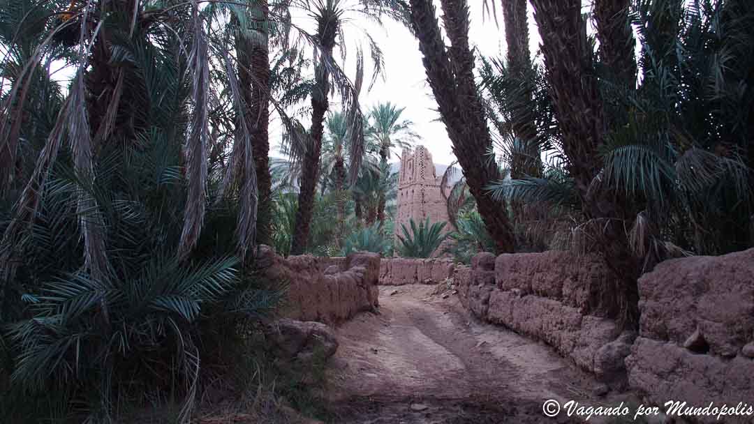 palmeral-valle-del-draa
