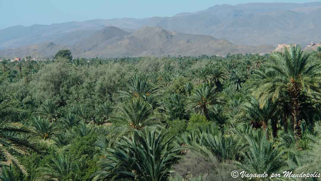 palmeral-valle-draa