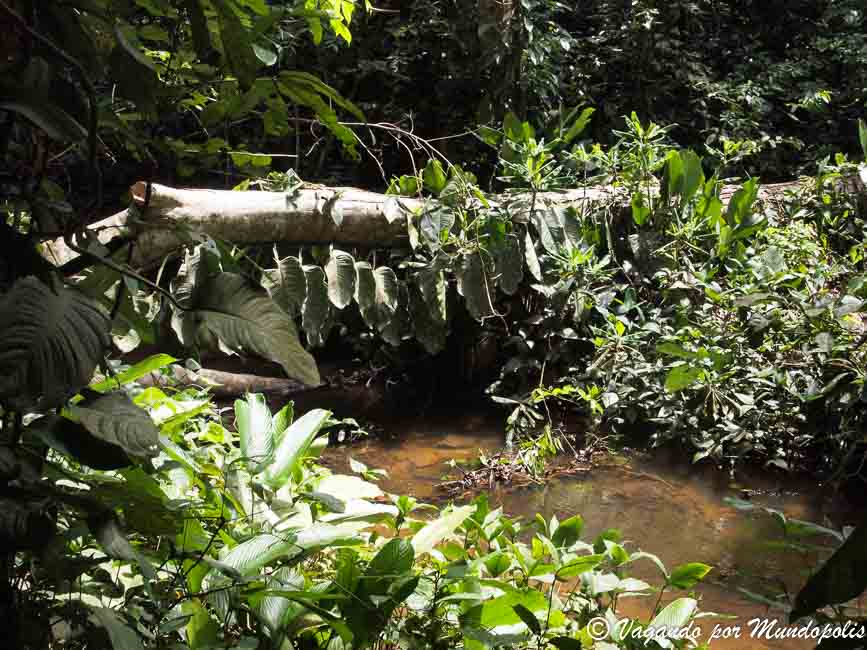 cascadas-wli