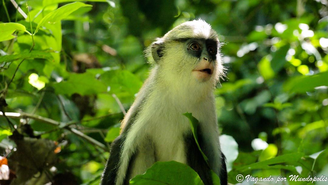 monos-mona-tafi-atome-ghana