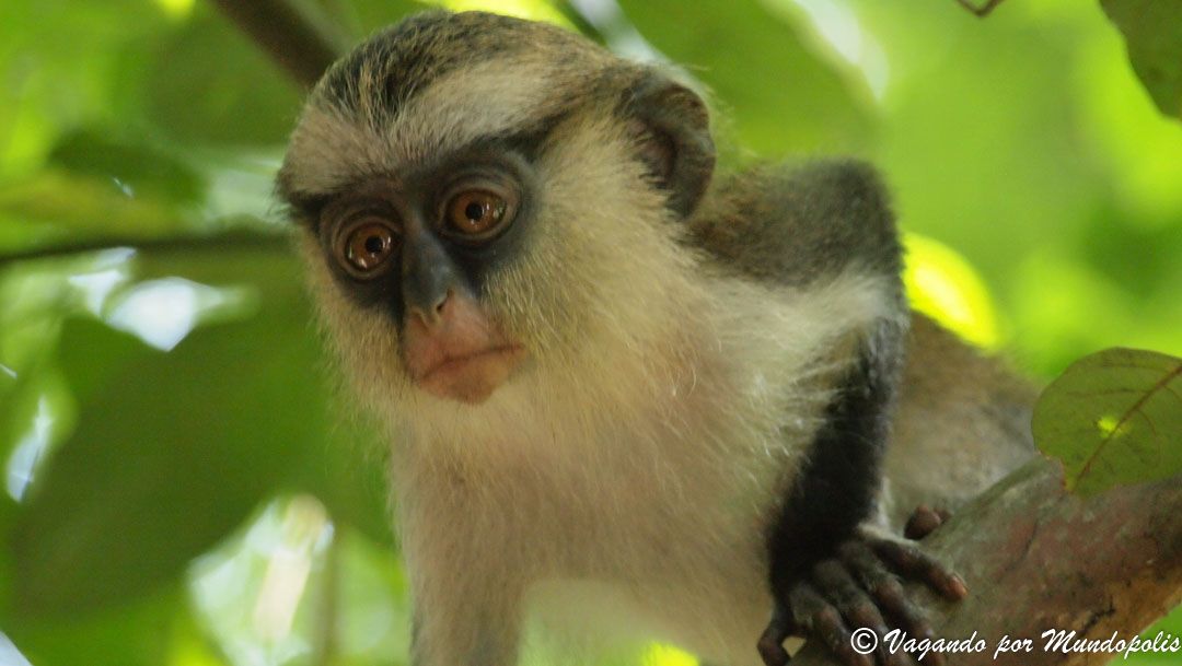 santuario-monos-tafi-atome