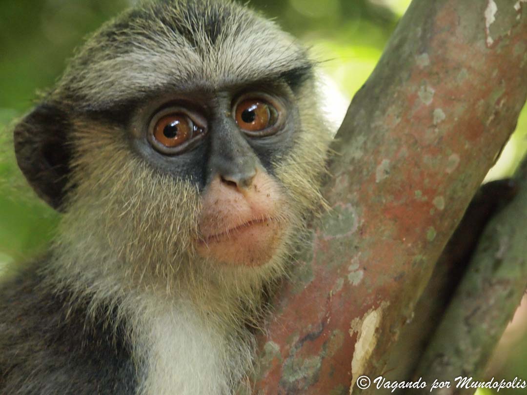monos-mona-tafi-atome-ghana