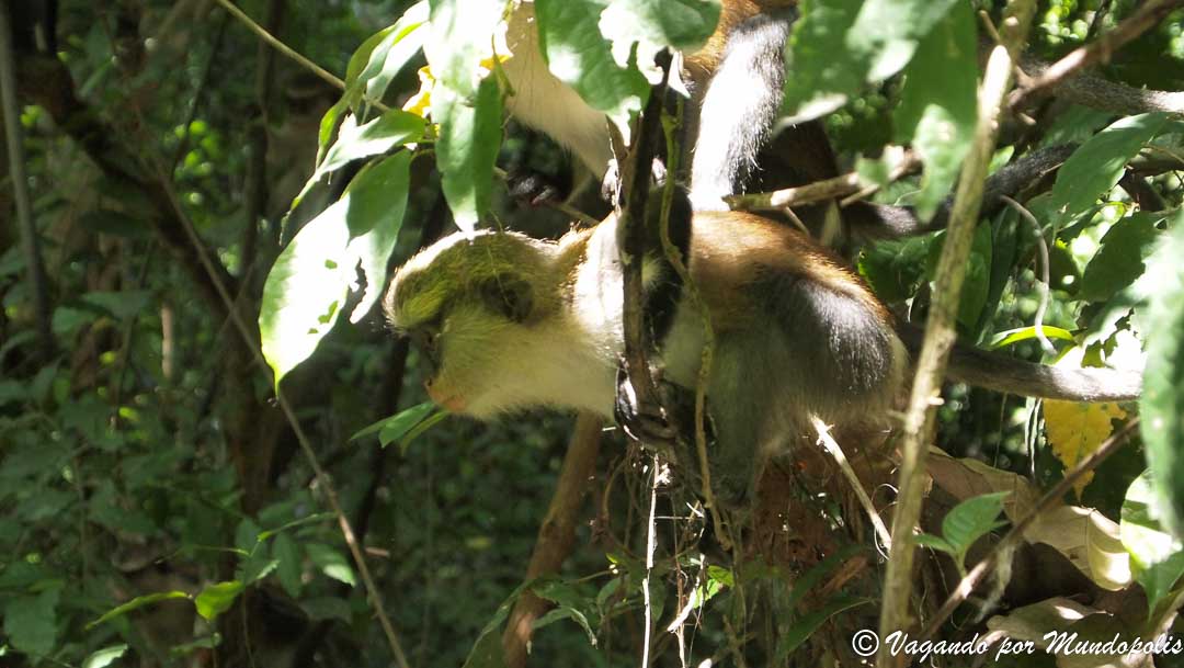 monos-mona-tafi-atome-ghana