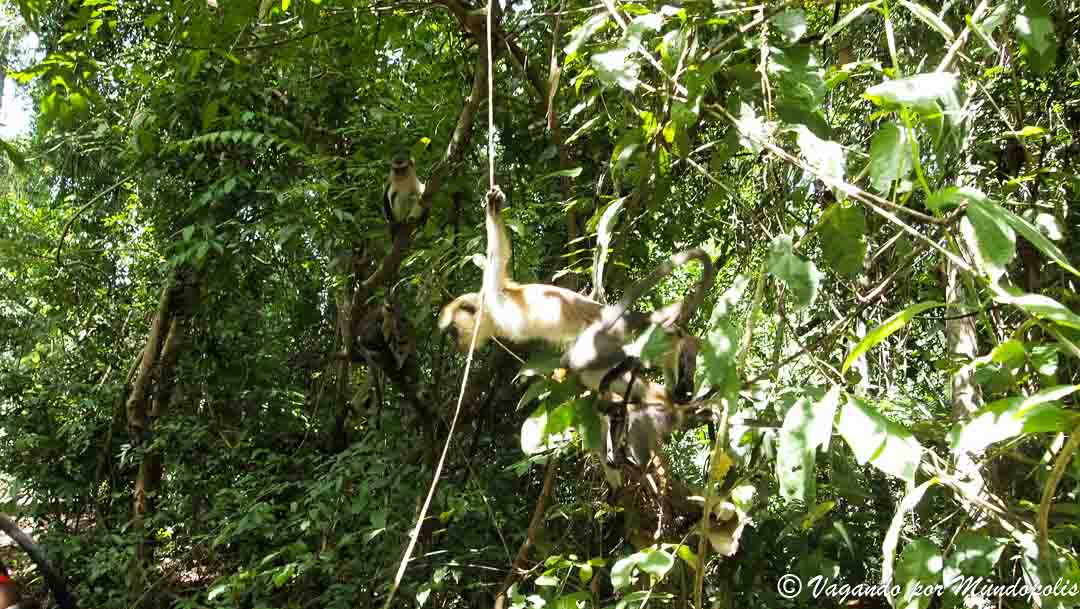 monos-mona-tafi-atome-ghana