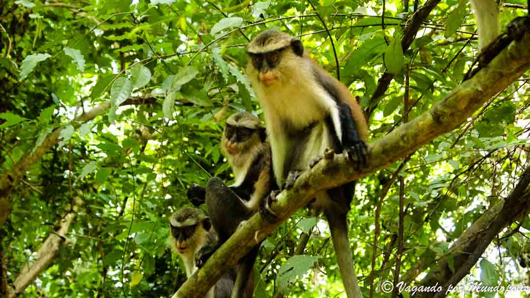 santuario-monos-tafi-atome