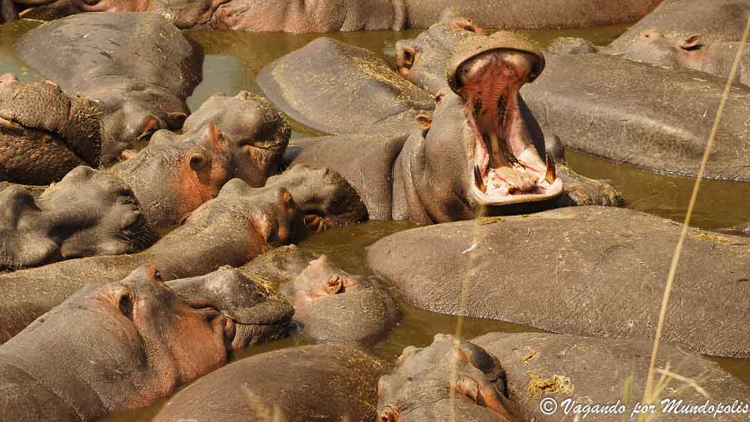 parque-nacional-serengueti-africa