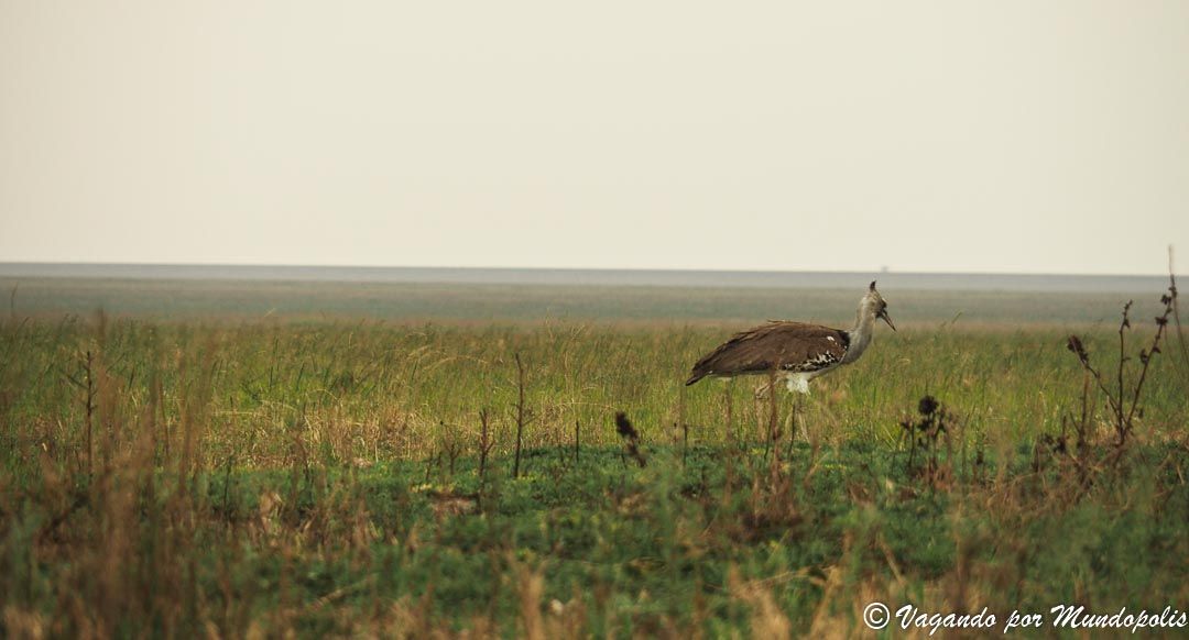 serengueti-africa