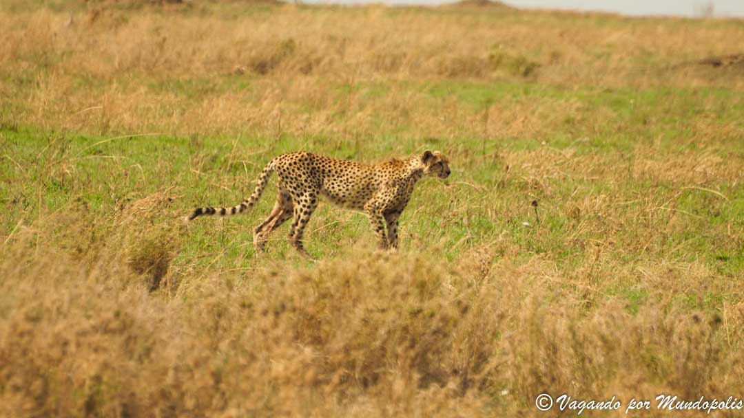 serengueti-africa