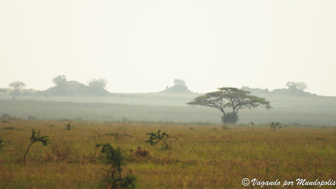 serengueti-africa