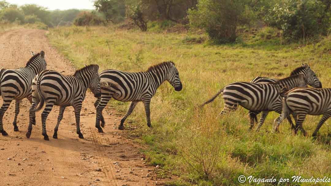 serengueti-africa